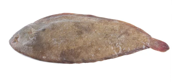 Common sole — Stock Photo, Image