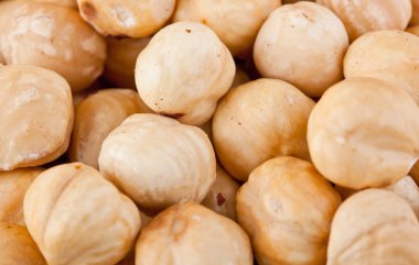 taze Kabuklu Fındık