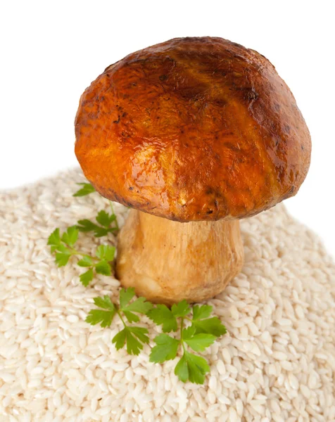 Grand champignon au riz cru — Photo