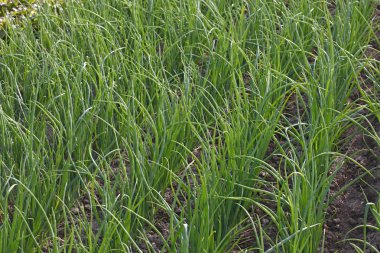 sarımsak bir toprak üzerinde büyüyen chives