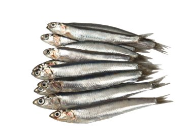 Fresh raw sardines clipart