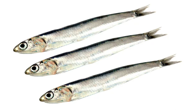 Fresh raw sardines — Stock Photo, Image