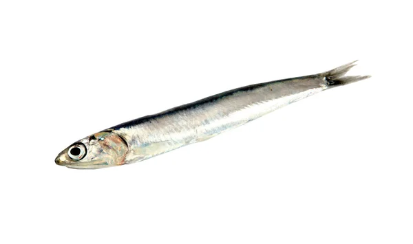 Färsk rå sardin — Stockfoto
