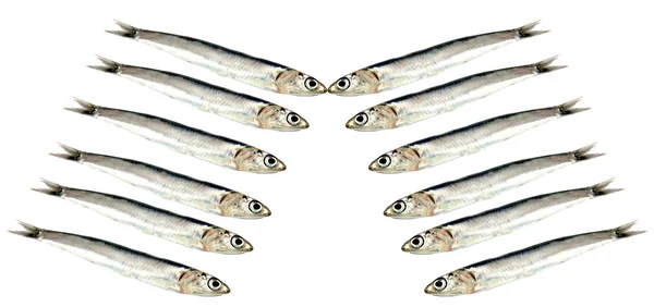 Färska råa sardiner — Stockfoto