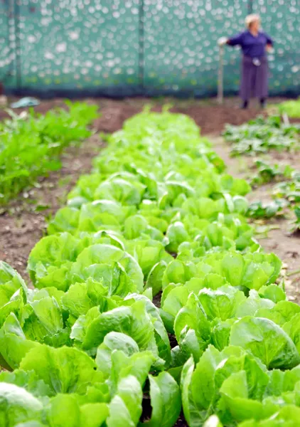 Řádky rašících zelených volných listů salátu — Stock fotografie