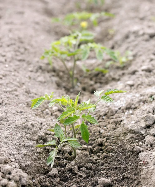 Kleine tomatenplant — Stockfoto