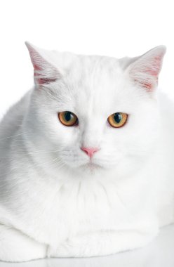 beyaz kedi