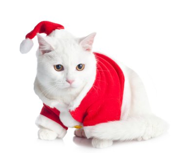 beyaz kedi