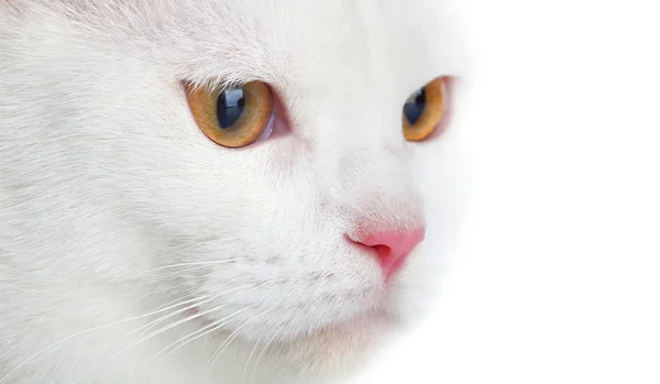 Белая кошка — стоковое фото