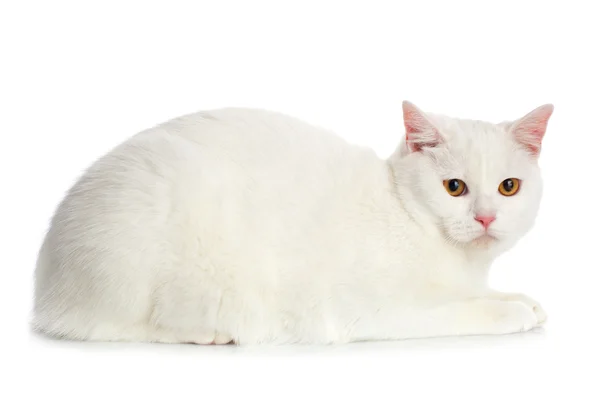 Gato blanco —  Fotos de Stock
