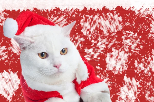 White Cat — Stock Photo, Image