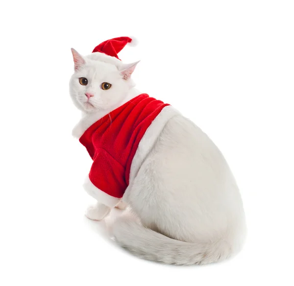 White Cat — Stock Photo, Image