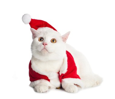 beyaz kedi