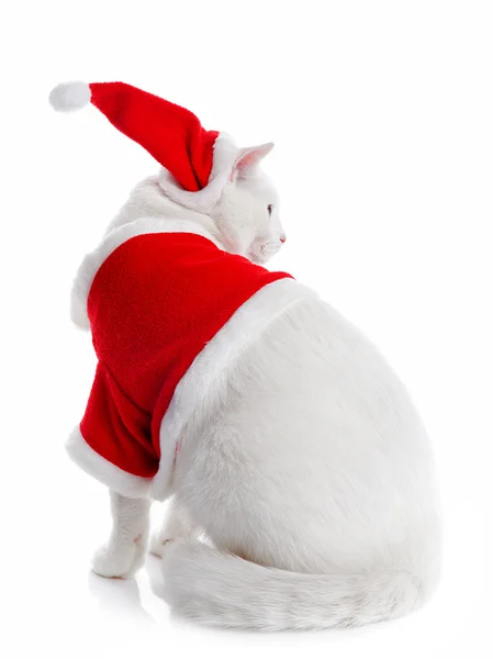 White Cat — Stock Photo, Image