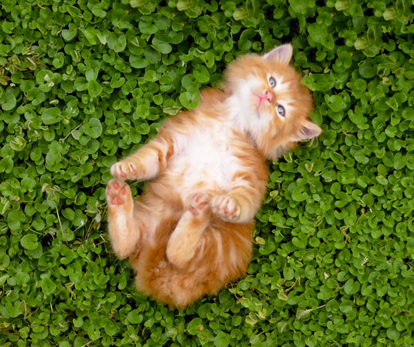 Tiny red kitten outdoors portrait