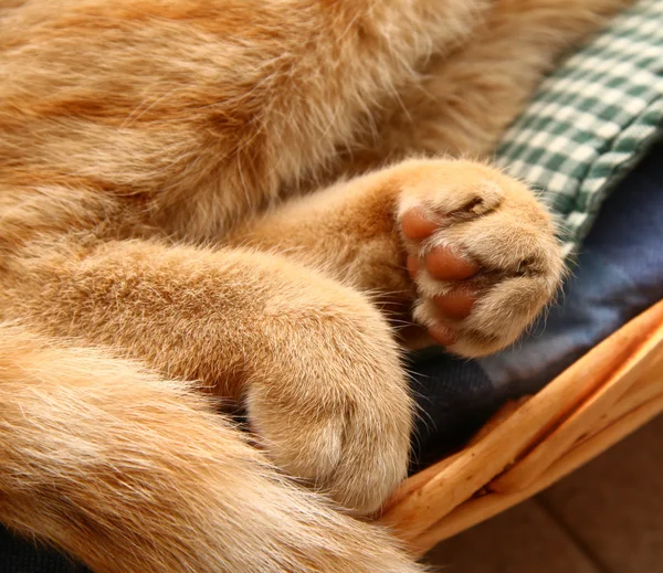 Detalle de las yemas de un gato rojo —  Fotos de Stock