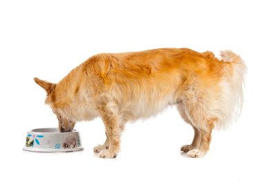 Beyaz arka plan üzerinde Spritz köpek