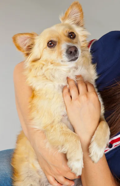 Spitz dog in her arms — Stock Photo, Image