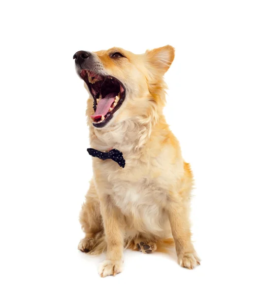 Spitz cane su sfondo bianco — Foto Stock
