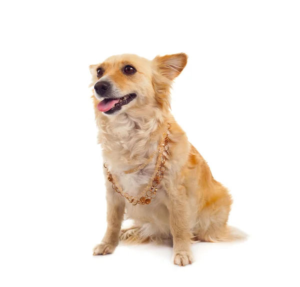 白い背景の上のスピッツ犬 — ストック写真
