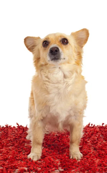 Cane Spitz sul tappeto rosso — Foto Stock