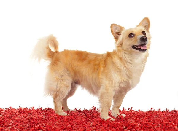 Spitz köpek kırmızı halı üzerinde — Stok fotoğraf
