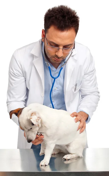 Veterinarian doctor with jack russell — Stock Photo, Image