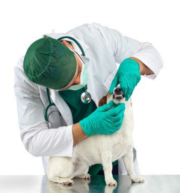 Veteriner köpeğin dişleri ele alıyor.