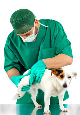 Veteriner köpek kalça ele alıyor.