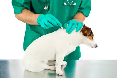 köpek için antiparaziter tedavi
