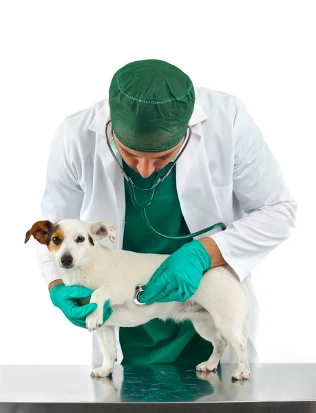 Esamica veterinária o coração do cão — Fotografia de Stock