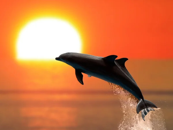 Les dauphins au coucher du soleil — Photo