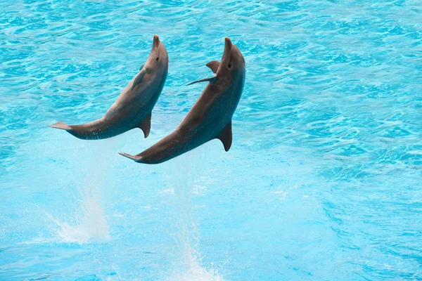 Delfines — Foto de Stock