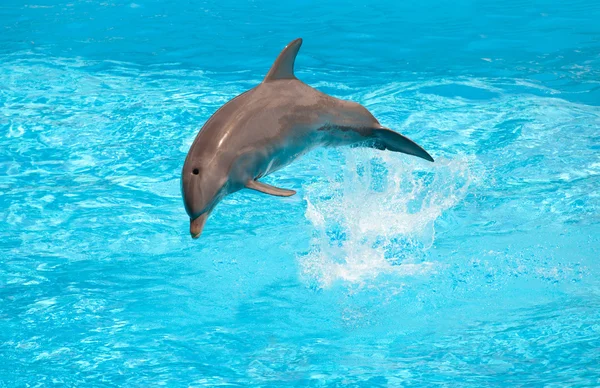Delfin — Stockfoto