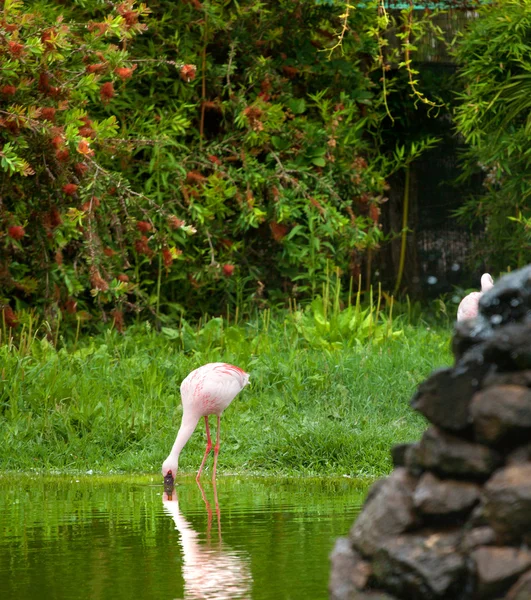 Beautiful pink flamingo — Stock Photo, Image