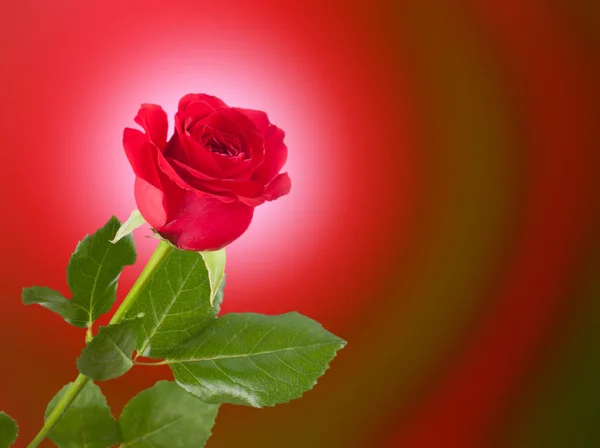 One red rose — Stock Photo, Image