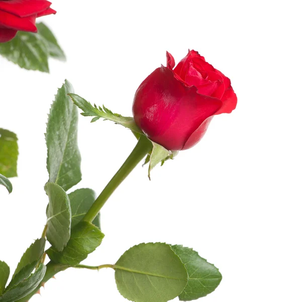 一本の赤いバラ — ストック写真