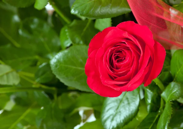 Une rose rouge — Photo