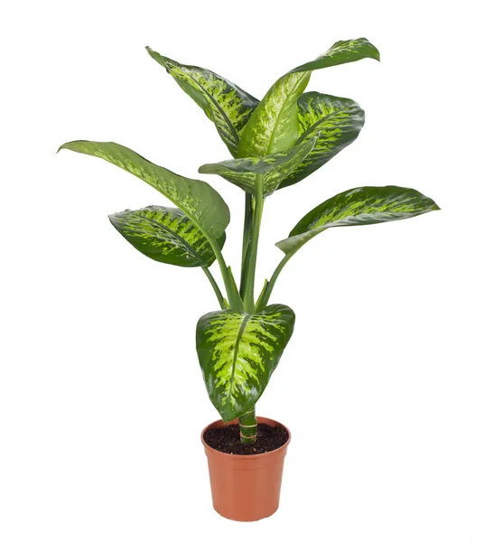 Dieffenbachia — Foto de Stock