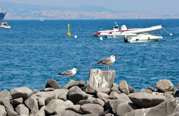 Gabbiani sulle rocce a Napoli — Foto Stock