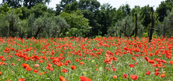 绿地上的红罂粟 — 图库照片