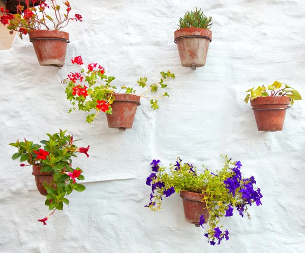 Jarrones de terracota con flores de colores colgando de la pared blanca — Foto de Stock