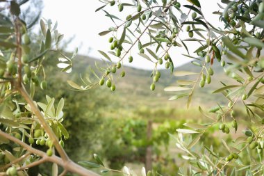 Yeşil zeytinli zeytin ağacı ayrıntıları