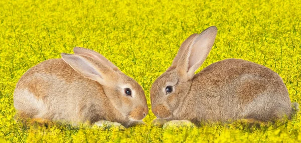 Reboque bonito coelhos no amor — Fotografia de Stock