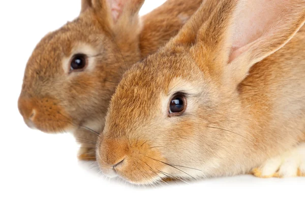 Holowania ładny króliki siedzi — Zdjęcie stockowe