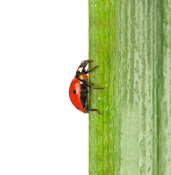 Yeşil yapraklı uğur böceği — Stok fotoğraf