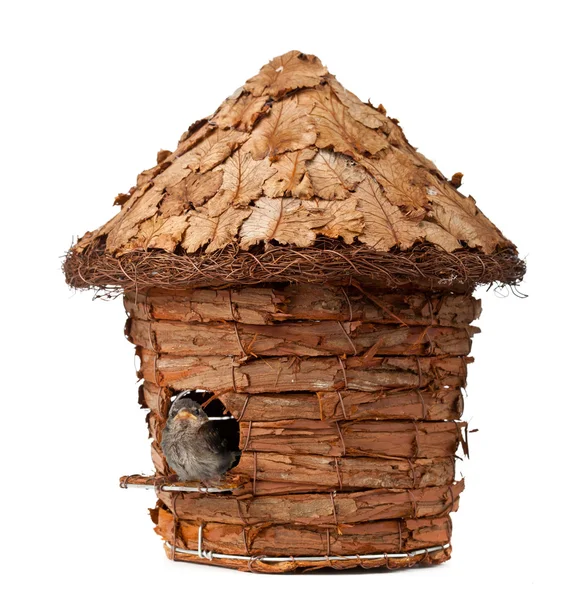 Birdhouse com pouco pardal — Fotografia de Stock