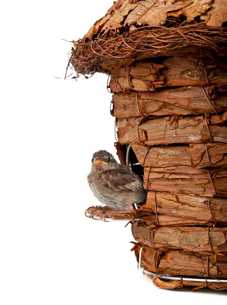 Casita de pájaros con gorrión —  Fotos de Stock