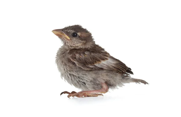 Close up of nice little sparrow — Stock Photo, Image