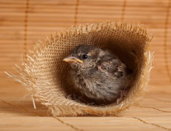 Close up of nice little sparrow in a nest of jute — Stock Photo, Image